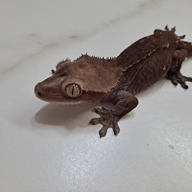아잔틱