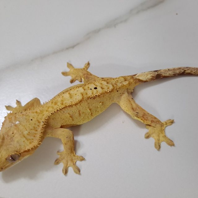 브린들 옐로우