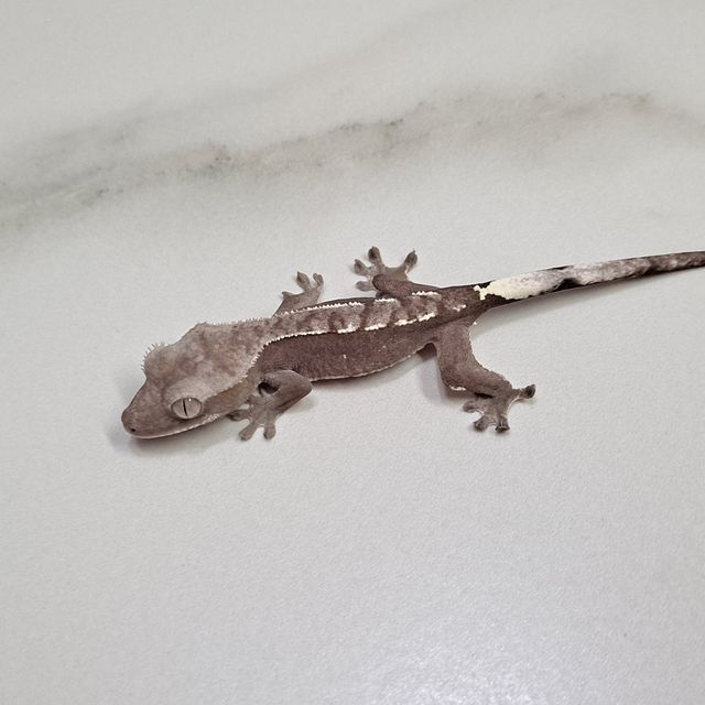 아잔틱