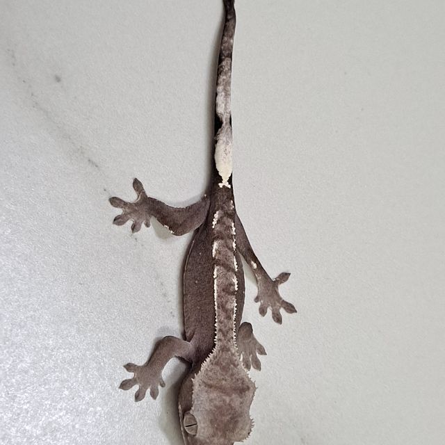 아잔틱