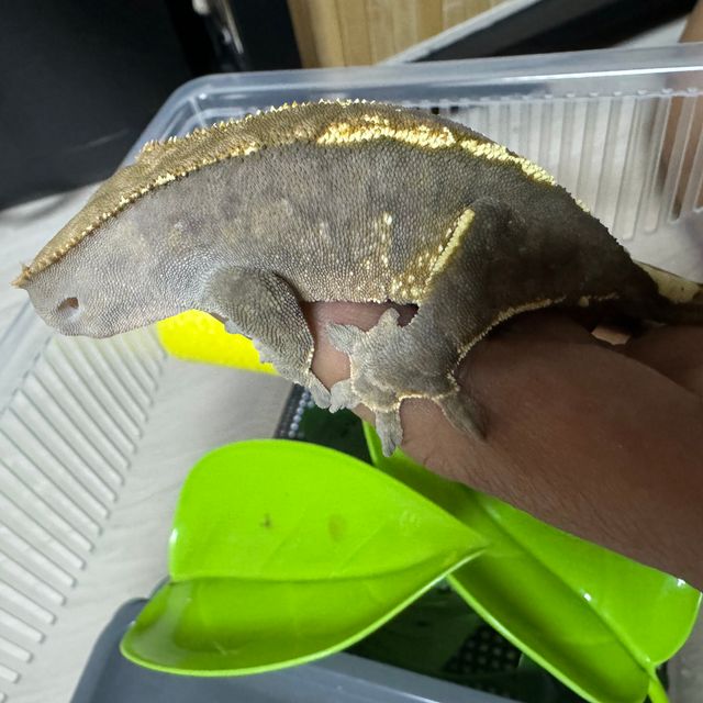 카푸치노
