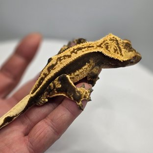 100%헷아잔틱 엠티백 쿼드 풀핀