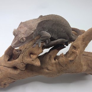 아잔틱 패턴리스