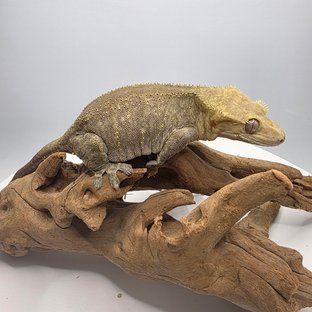 아잔틱 패턴리스