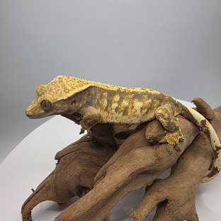 트라이 익스트림할리퀸