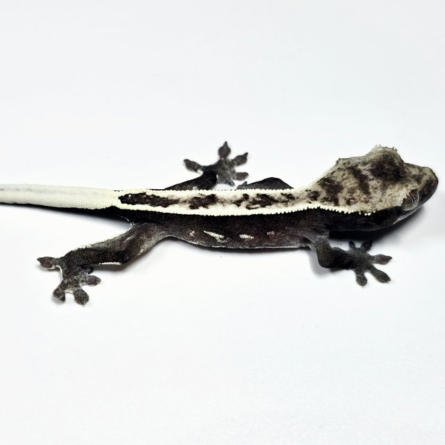 아잔틱 풀핀 화이트포트홀