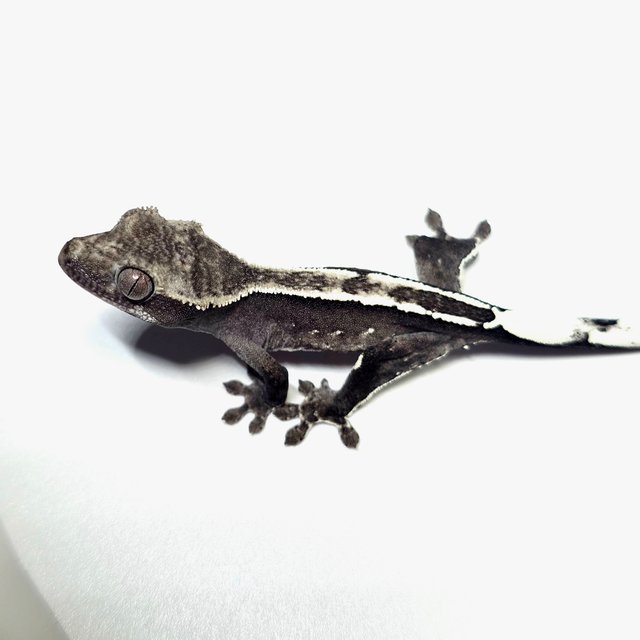 아잔틱 화이트포트홀