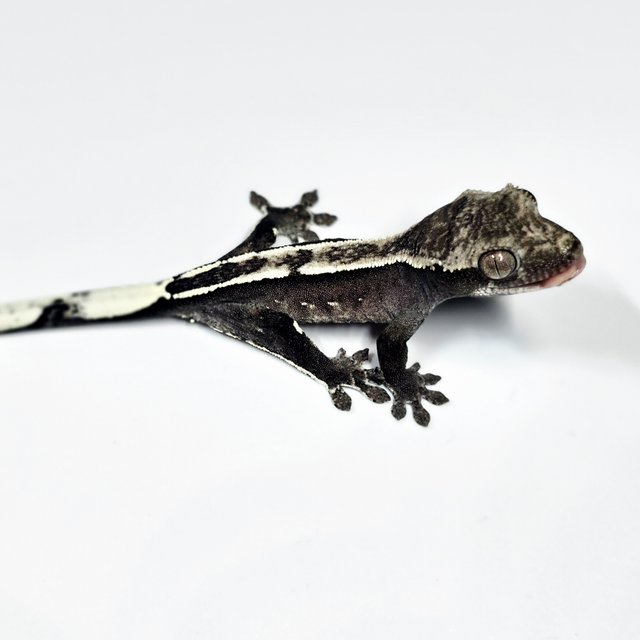 아잔틱 화이트포트홀