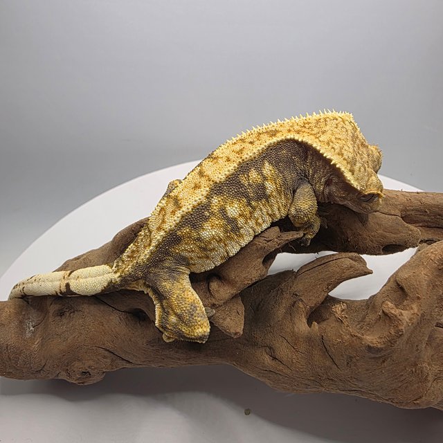 트라이 익스트림할리퀸