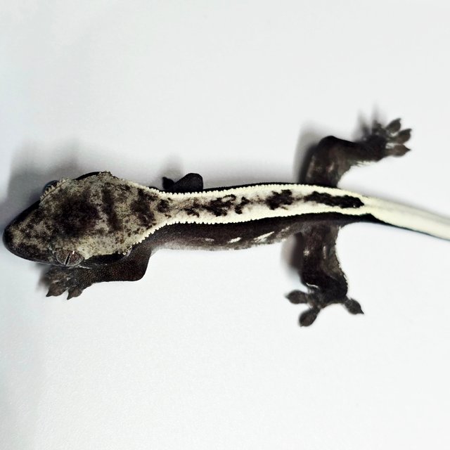 아잔틱 풀핀 화이트포트홀