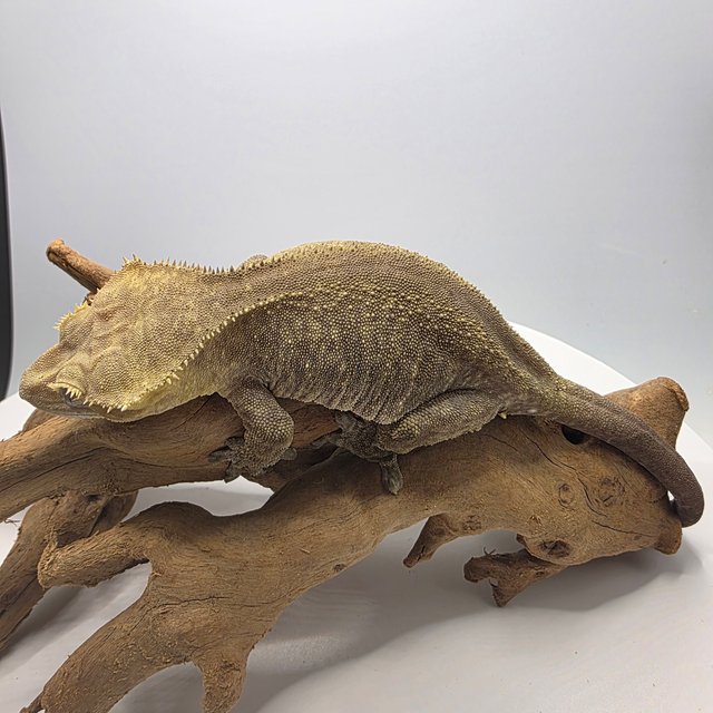 아잔틱 패턴리스