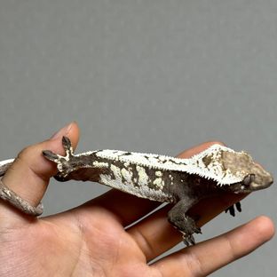세이블