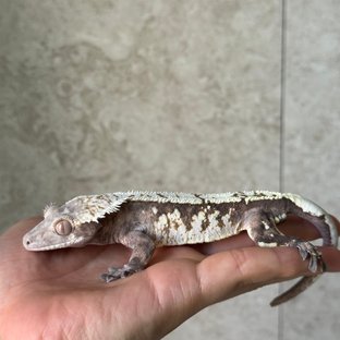 세이블