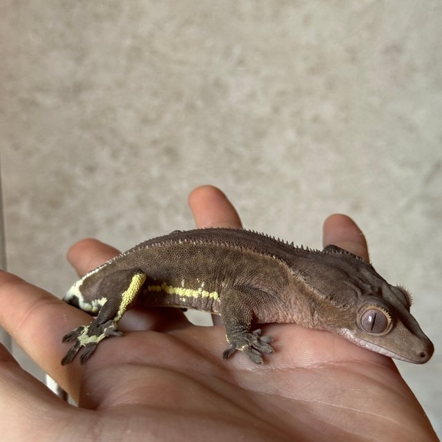 팬텀 릴리화이트