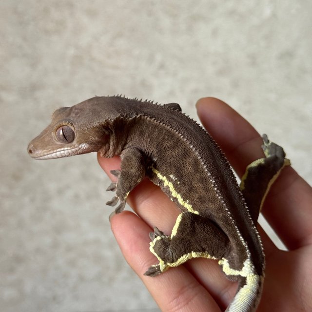 팬텀 릴리화이트