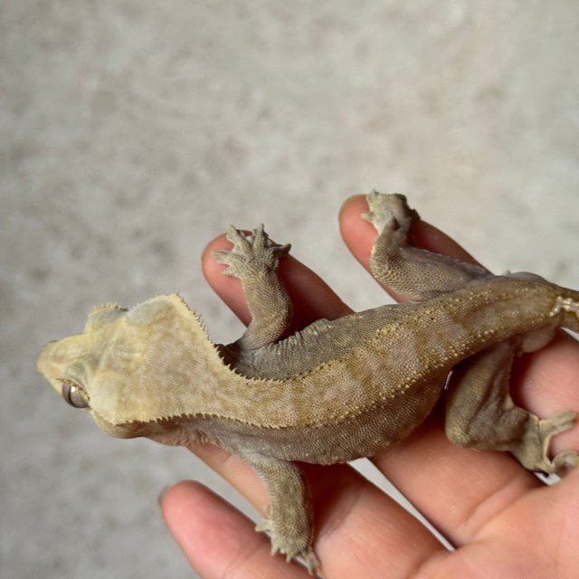 100%헷아잔틱 다크