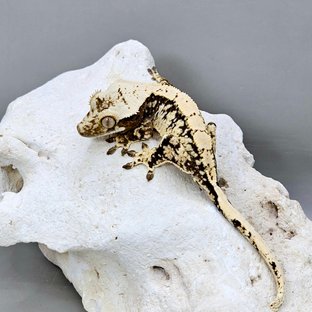 노멀 드리피 화이트스팟