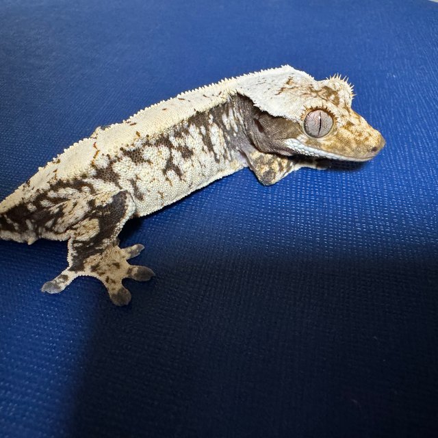 노멀 드리피 화이트스팟