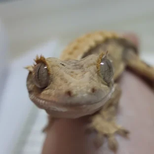 트라이 익스트림할리퀸