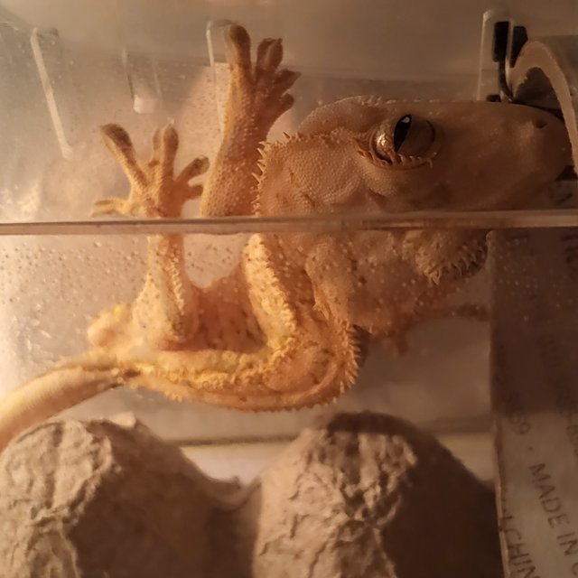 트라이 익스트림할리퀸