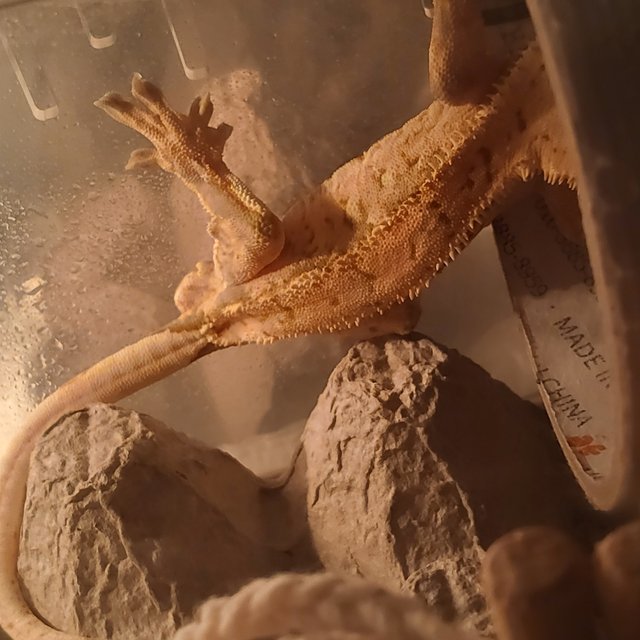 트라이 익스트림할리퀸