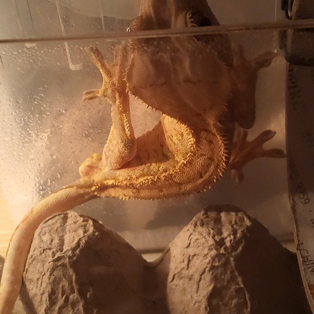 트라이 익스트림할리퀸