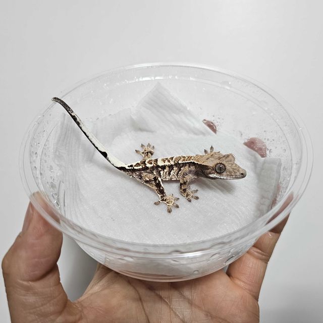카푸치노