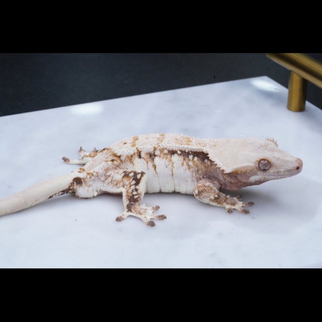 노멀 트라이 화이트스팟 드리피