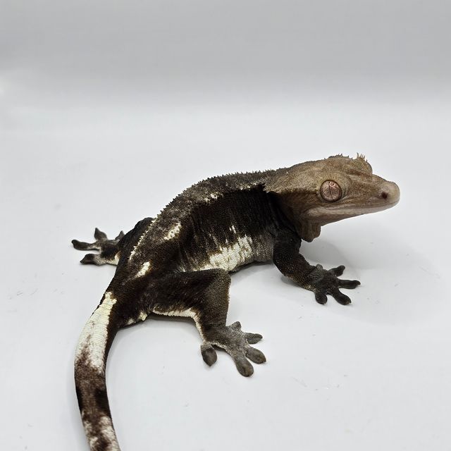 아잔틱