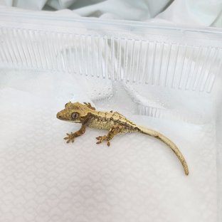 노멀 화이트스팟