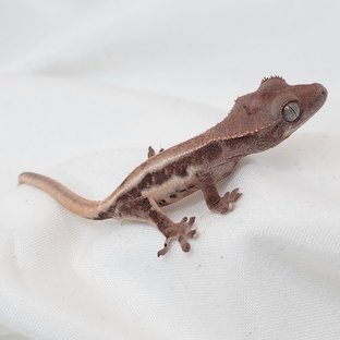 릴리화이트 초초