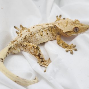 노멀 화이트스팟 트라이 익스트림할리퀸 드리피