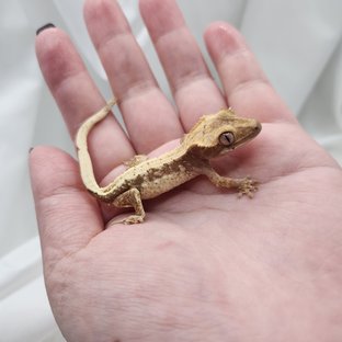 노멀 드리피 화이트스팟