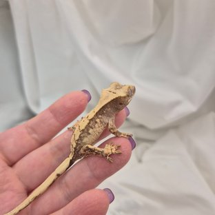 노멀 화이트스팟 드리피 트라이