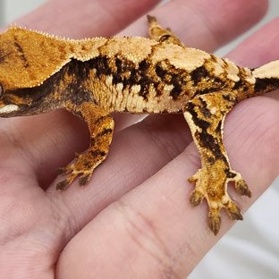 노멀 트라이 익스트림할리퀸 할리퀸