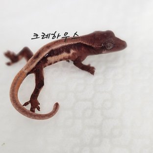 릴리화이트 초초