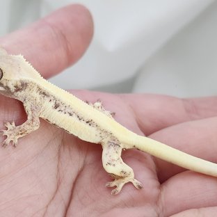 세이블 릴리화이트