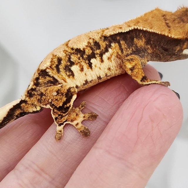 노멀 트라이 익스트림할리퀸 할리퀸