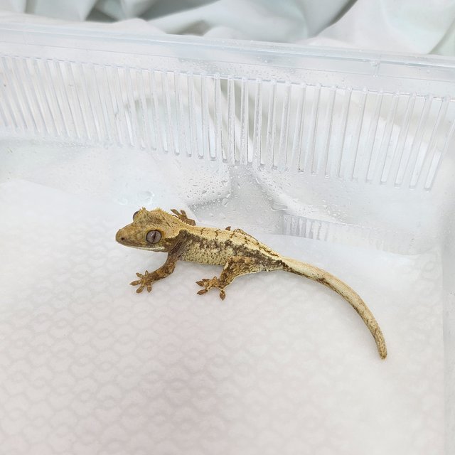 노멀 화이트스팟