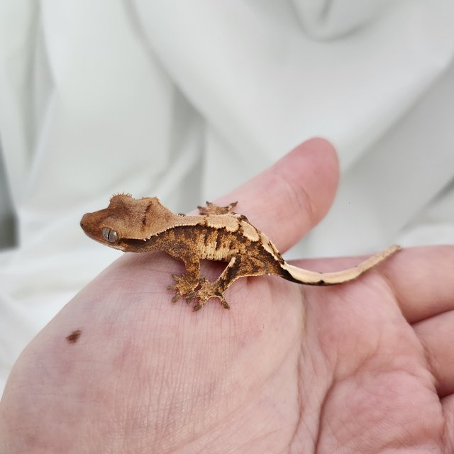 노멀 트라이 익스트림할리퀸