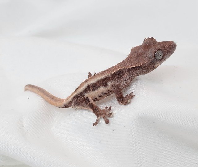 릴리화이트 초초