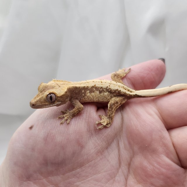 노멀 드리피 화이트스팟