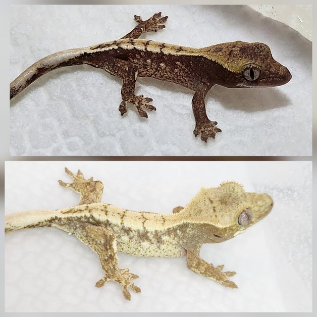 노멀 화이트스팟