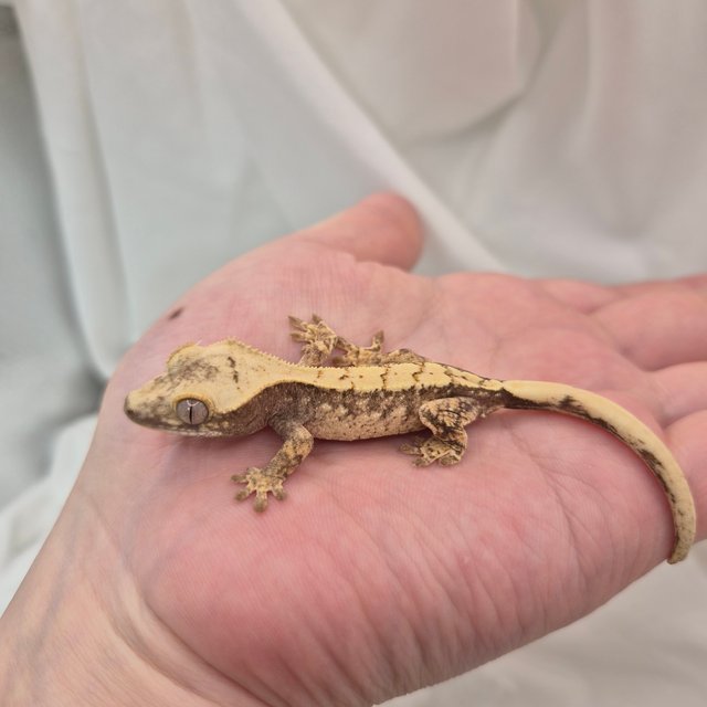 노멀 화이트스팟 드리피 트라이