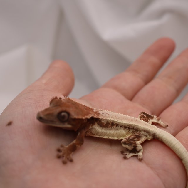 릴리화이트 초초