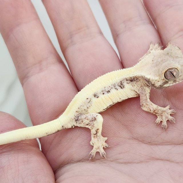 세이블 릴리화이트