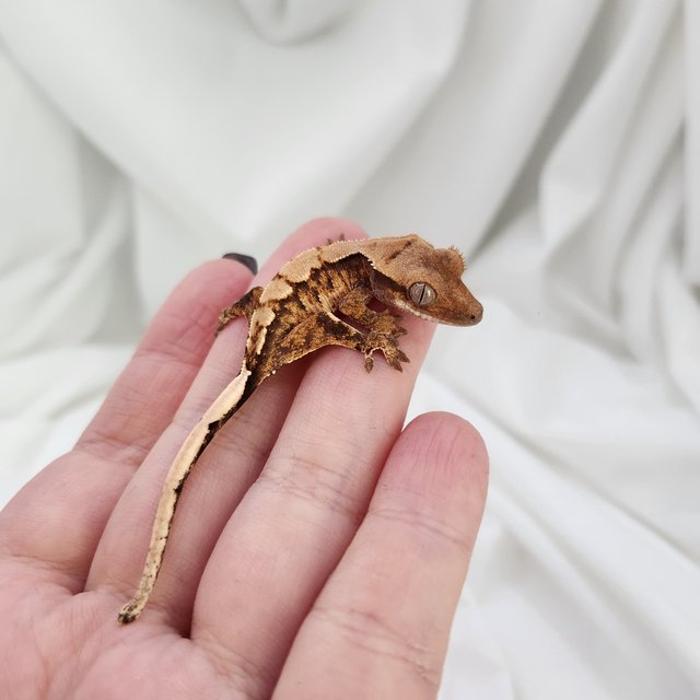 노멀 트라이 익스트림할리퀸