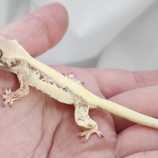 세이블 릴리화이트