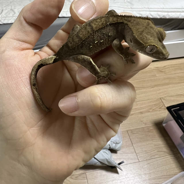 챠콜 다크