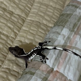 아잔틱